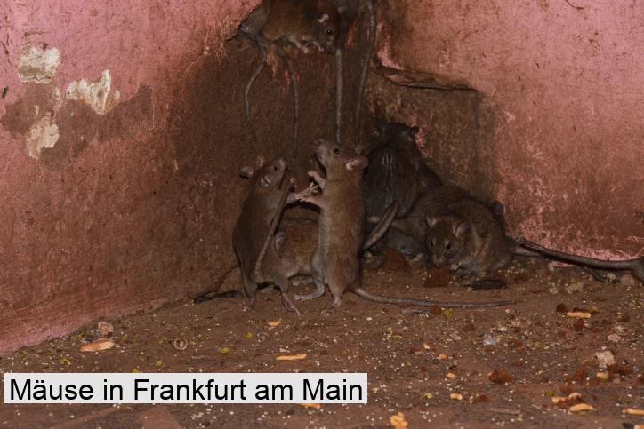 Mäuse in Frankfurt am Main